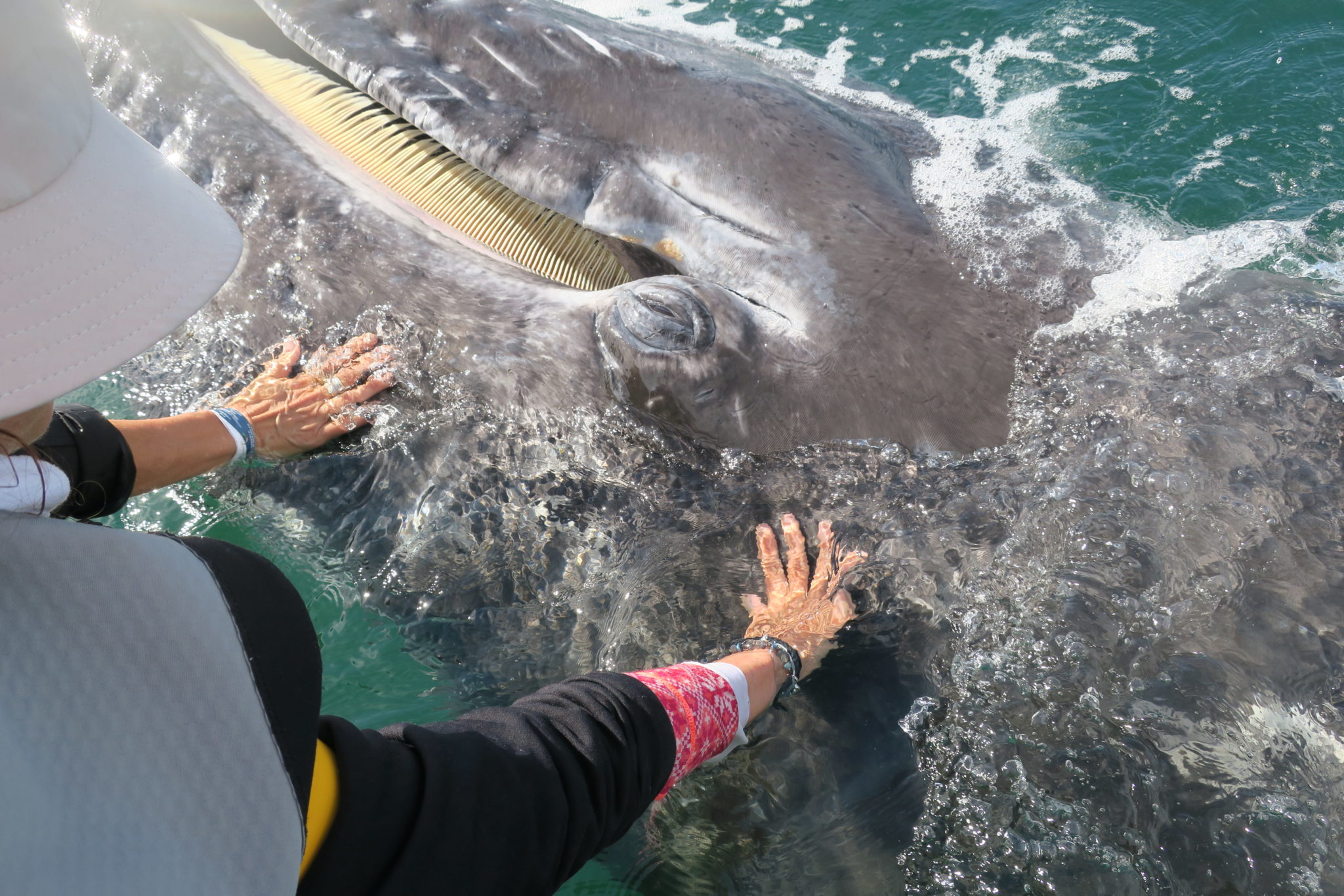 whale, baja, aurora adventures